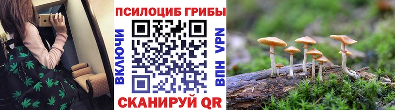 дарнет шоп  Туран  Галлюциногенные грибы Psilocybe 